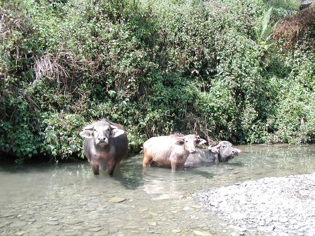 水牛が水浴び！