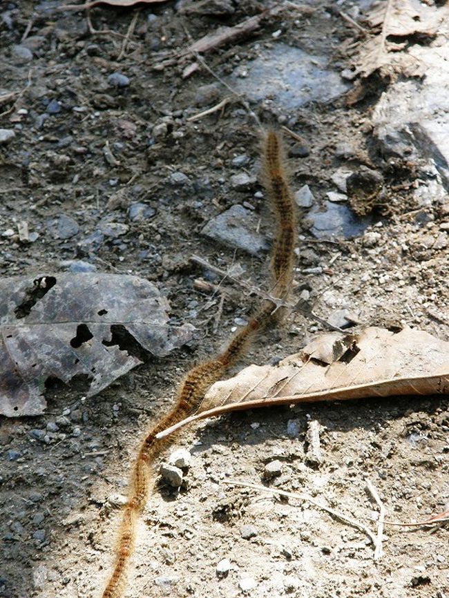 毛虫の行列。<br /><br />シェルパは電車虫といっていた。