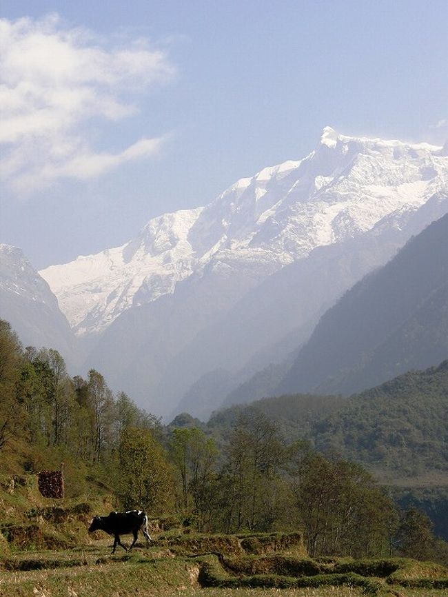 アンナプルナ?.<br /><br />のんびりと草を食む水牛が<br />アンナプルナを引き立てている。