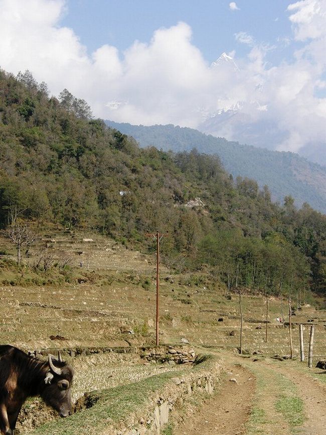 マチャプチャレ。<br /><br />リプルン村近くまで来てもマチャプチャレが見られた。