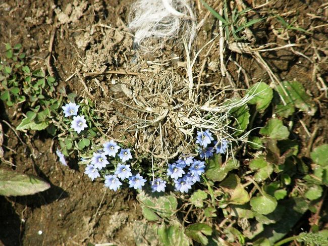 日本のリンドウに似た可愛い花が・・・。