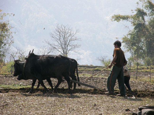 水牛で棚田を耕す光景が。<br />子供のころから水牛の扱い方を習っているのだろうか。