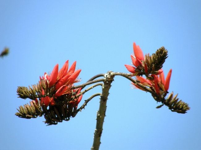 ボンデイロをアップで。