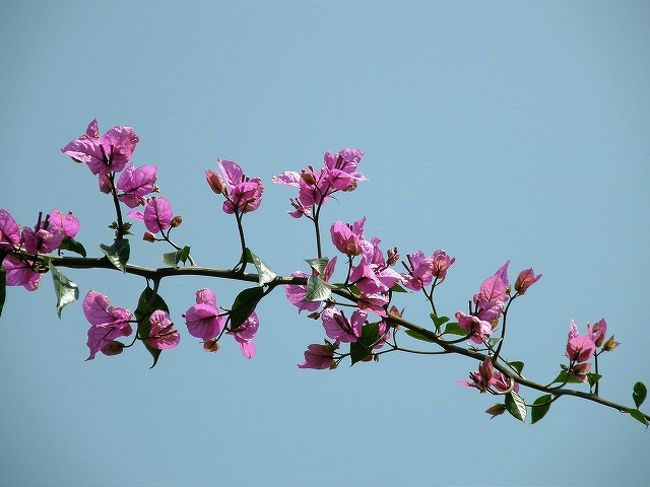 南方系の花が目立つ。