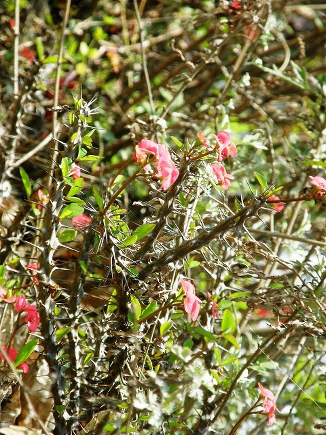 南方系の花が目立つ。