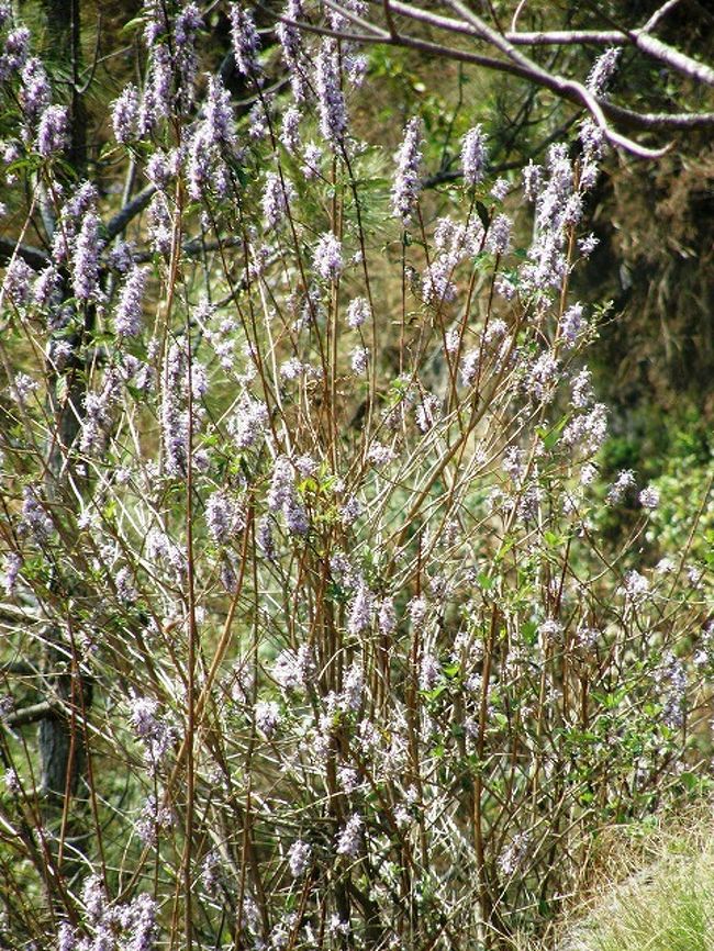 南方系の花が目立つ。