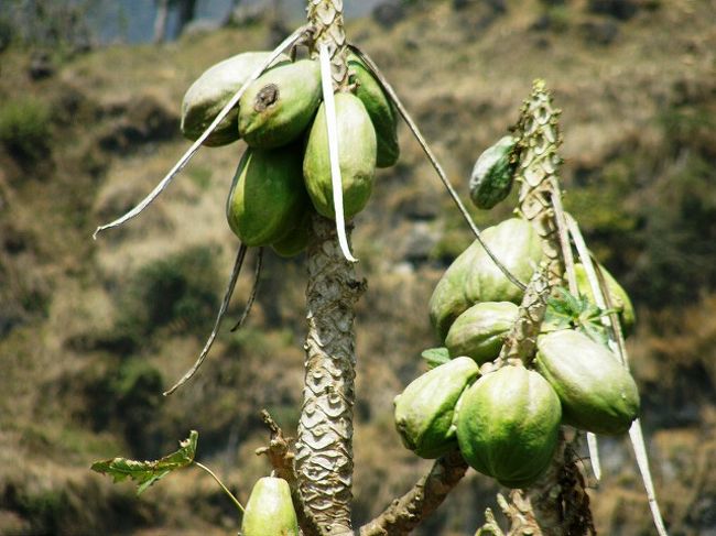 パパイア。<br /><br />バナナを含めパパイヤなどが実るのには驚いた。