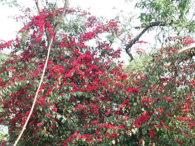 ブーゲンビリヤに似た花が庭先に・・・。