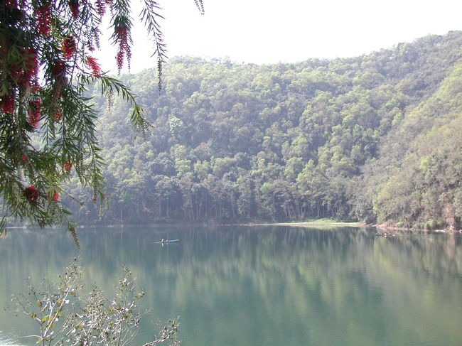 フェワ湖の佇まいは<br />穏やかに、のんびりとした佇まい。<br /><br />新芽が萌える。