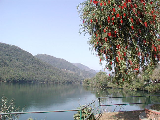 フェワ湖畔のボトルブラシの赤い花。