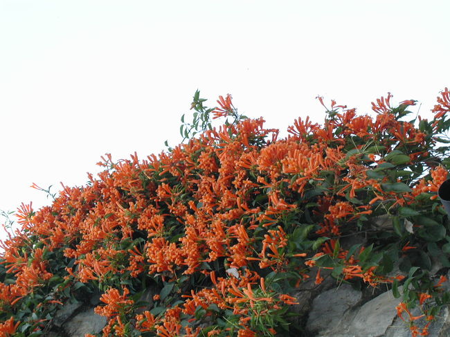 南方系の花が目立つ。