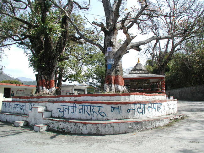 ピパルの木。<br /><br />あちこちで見かけるが、前にも説明したように<br />「お釈迦様が、この木につかまって生まれてきた」と言う伝説があるようでネパールの人たちは大事にしているようだ。