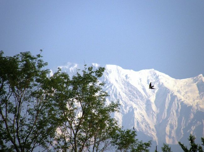 写真を拡大してみてください。<br /><br />雪山を背景に大きな鳥が舞っています。<br />ポカラの朝<br />静かに時は流れて・・・。