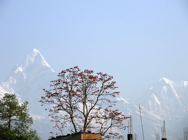 ポカラの街中から見られる<br />ヒマラヤの表情。<br /><br />アンナプルナサウス・マチャプチャレ・アンナプルナ?・アンナプルナ?・ラムジュンヒマール<br />どの山も忘れない。<br /><br />素晴らしい環境の下・・・<br />素晴らしいスタッフに恵まれ・・・<br />素晴らしい自然に接することが出来たことに感謝。<br /><br />素晴らしいコルチョンピークトレッキングと<br />ポカラでの休日を過ごすことが出来ました。<br />感謝・感謝・・・。<br /><br /><br />　　　　　　　　　完<br /><br /><br />この日はポカラのお祭り「ホーリー」で街中に出ると<br />誰でもかまわず顔に赤い色をぬられる<br />同僚は祭りに参加してきて、顔を真っ赤にぬられて帰ってきたが、その写真は問題ありで、ご本人の名誉もありますので掲載しませんがポカラのお祭りにも参加してきました。