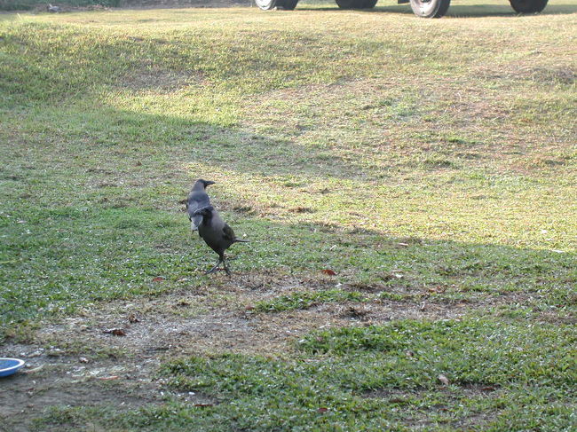 テントを撤収した後に<br />カラスがやってきた！<br /><br />日本で見るカラスとは少し違う<br />カラスなのか？<br />