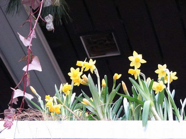 ここでも水仙<br /><br />　時期的に花の少ない頃のようですので<br /><br />ホット気持ちをさせてくれます。