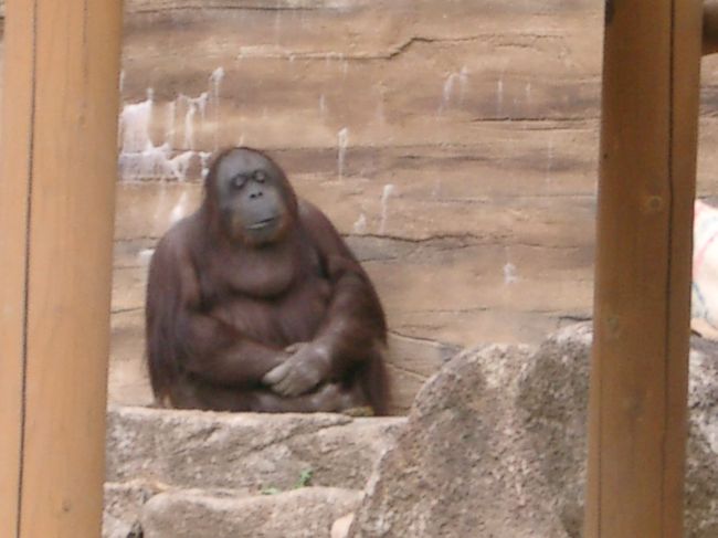 ライオンベラー再び東京に現る ２日目編 08春 多摩 東京 の旅行記 ブログ By ライオンベラーさん フォートラベル