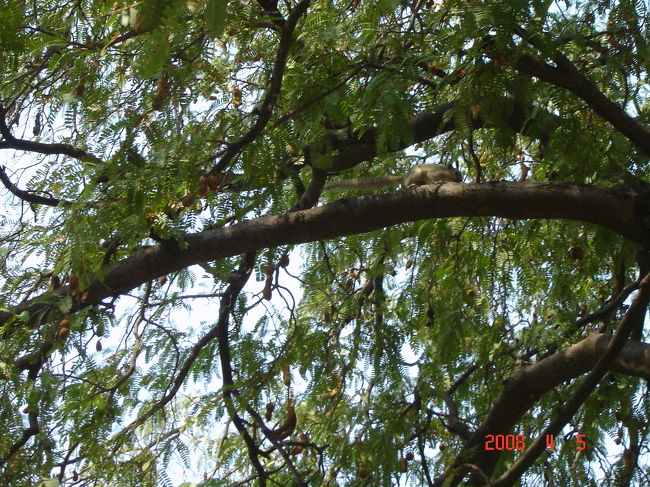 タマリンドの木にリスが！<br />かわいいね。