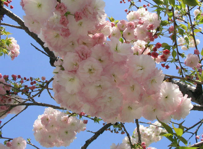 さくらの名所ではありません。<br />ソメイヨシノの桜並木は多いのですが、名古屋市昭和区と瑞穂区の環状線にある街路樹は八重桜なんですよ。<br />品種も数種あるので、長く花見が楽しめます。<br />地名の「桜山」は、桜が山のように咲いていたからかな？<br />地下鉄駅の壁や交差点近くの電柱にも桜の絵が入ってます。<br />画像は、名古屋市立大学病院前で撮影。<br /><br />