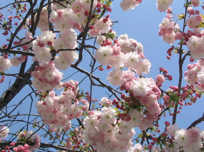 知人のお見舞いに行った時に、「気分転換に行こ！」って、車椅子を押して花見しました。<br />本当に、色々な病気と闘っていらっしゃる方が多いんだなぁ・・・と感じました。<br />健康に感謝です。<br />