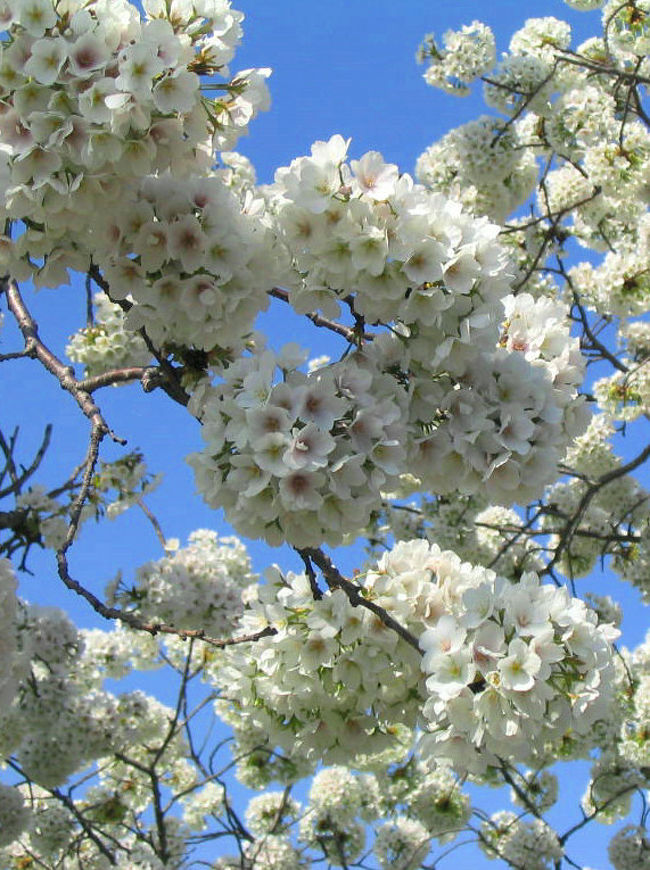 もう会えないと思うと、悲しい・・・