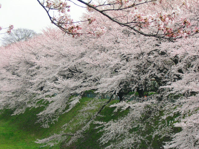 正門前の御堀の桜<br />