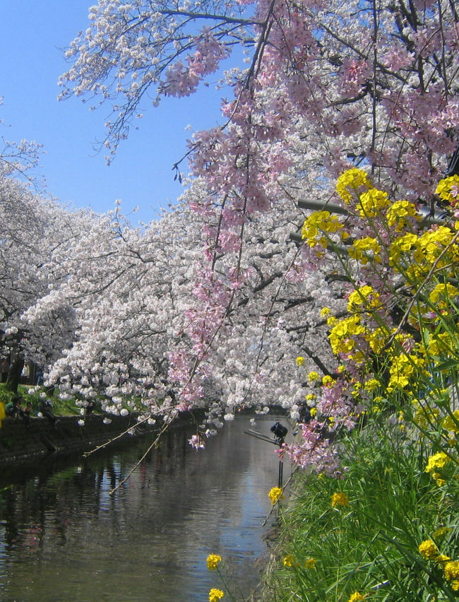 2005-4-9五条川　岩倉