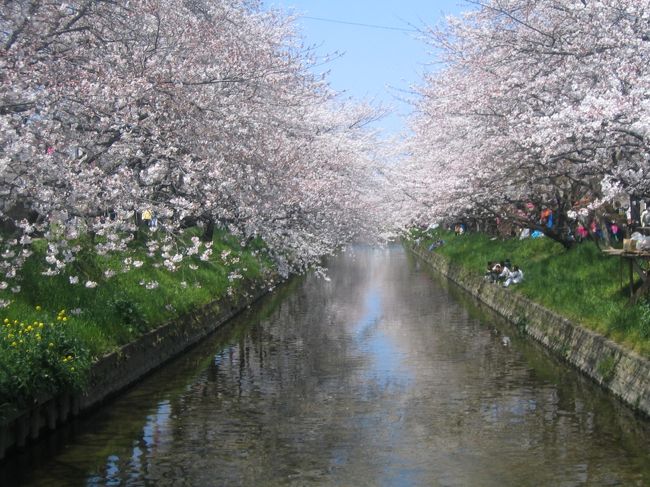 この桜の堤が、2キロ以上続く。<br />横切る道路で切れ切れになってはいますが、圧巻です。