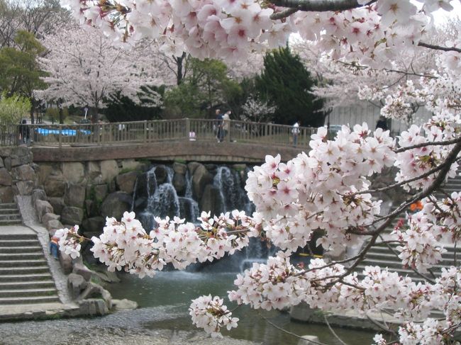 2006-4-5山崎川四季の道