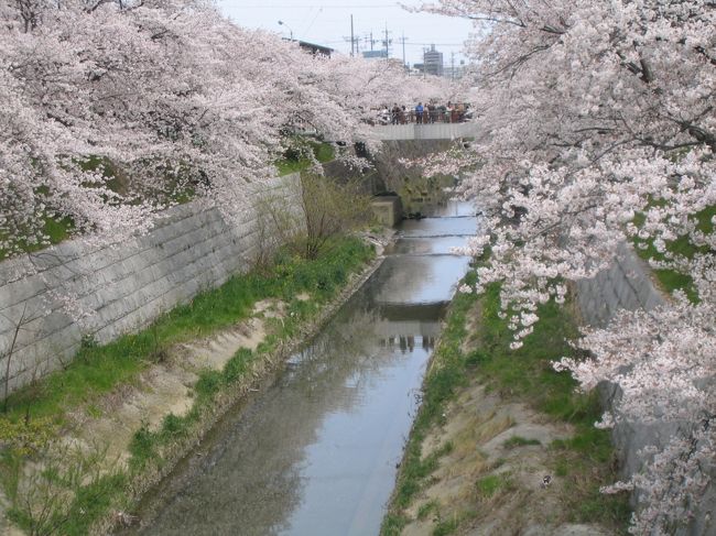 住宅街に隣接しているので、花見の宴会は禁止です。<br />ベンチや芝生、公園でお弁当ぐらいは・・・どうなんでしょうかね？<br />「宴会禁止」のお花見スポットです。