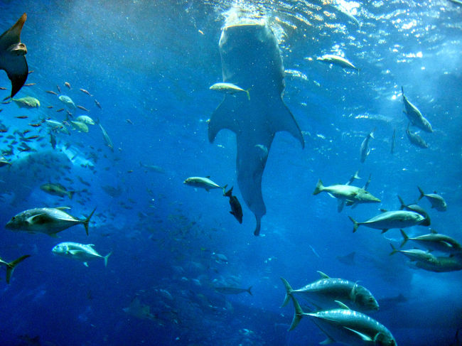 ジンベイザメの、お食事タイム<br />