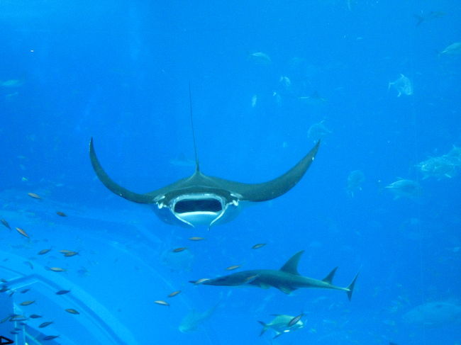 マンタの正面姿、口を開けながら向かってきています。<br />食べられてしまうよ〜〜<br /><br />ステキなマンタ♪