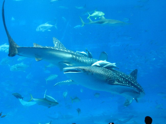 ジンベイザメのすれ違い<br />もちろんコバンザメも一緒に！！<br />迫力満点