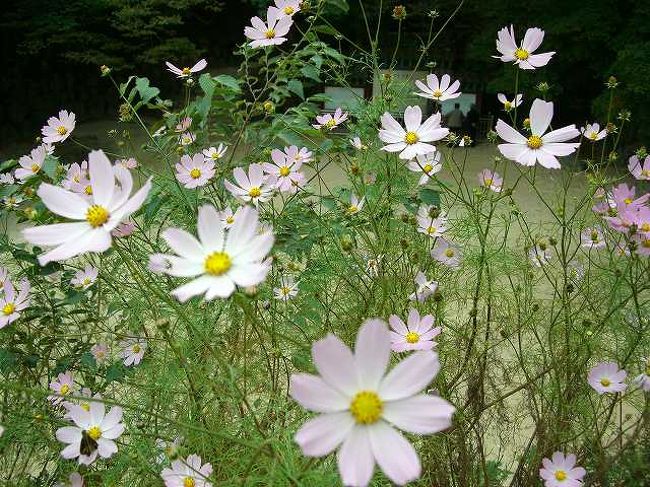 12:35　コスモス<br /><br /><br />10月中旬、本堂前にはコスモスが咲いていました。<br />日本とだいたい同じような気候だからかな？<br />時期的にだいたい同じような気がします。