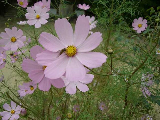 本堂前に咲いていたコスモスをアップで撮ってみました。