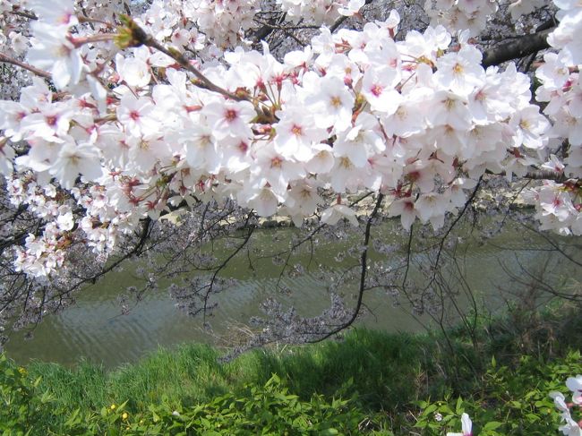鶴舞公園・名城公園と並んで、名古屋お花見スポットです。