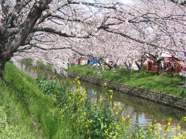 2006-4-6五条川　岩倉<br />出店がいっぱい！<br />お腹が空いてなくても、つい手が・・・