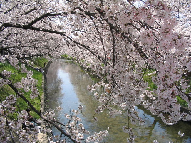 岩倉市の桜祭りが一番賑わう。