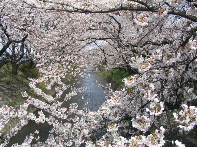 2006-4-6五条川　大口町<br /><br />のんびり散策なら、こっち♪<br />近くに大型スーパー（アピタ）があるので便利。