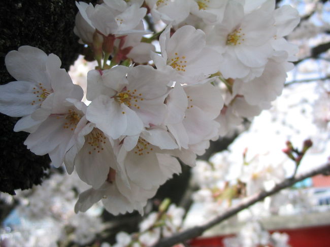 3,500本余りの桜が堤に並ぶ五条川。<br />ソメイヨシノ、シダレザクラ、ヤマザクラ、ヤエザクラですが1,800本以上の大口町内は、大半が「ソメイヨシノ」です。<br />この堤の桜並木は日本で２番目の長さです。