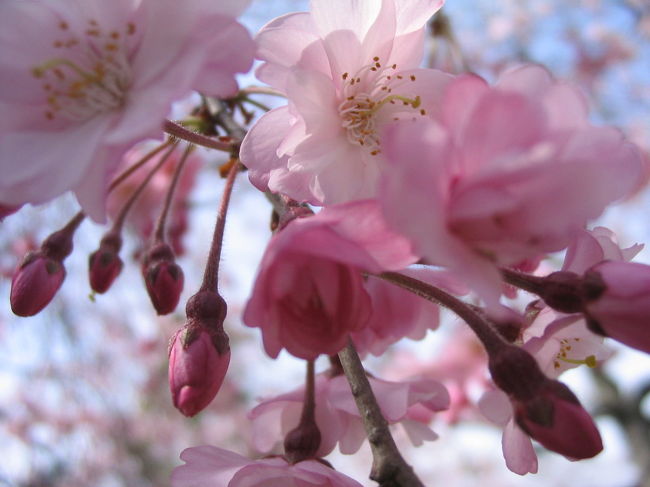 大口町運動公園のシダレ