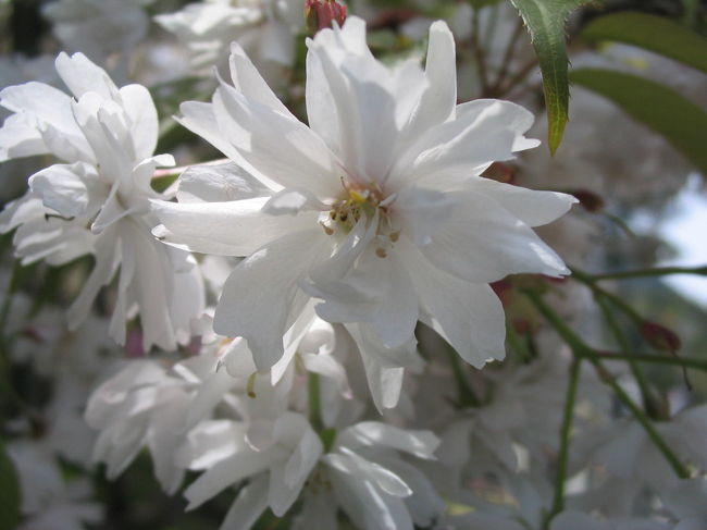 花びらが２０枚以上の珍しい品種