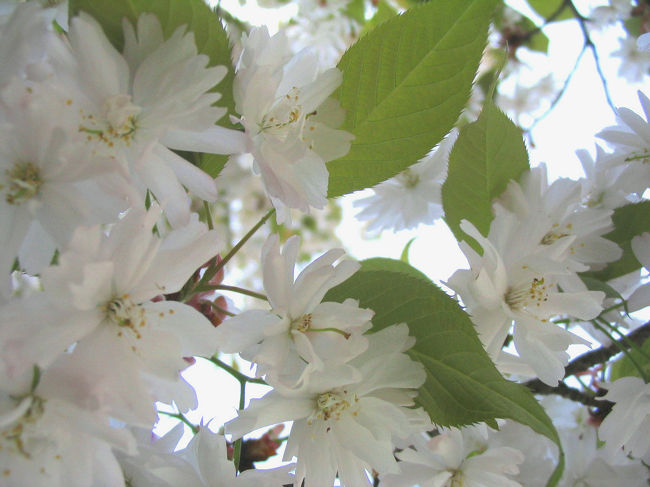 見頃は、名古屋市内の桜が散る頃と記憶しておこう。