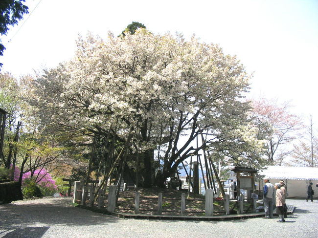 中将姫祈願桜のHPです<br />http://ganjouji.web.infoseek.co.jp/chujou.html