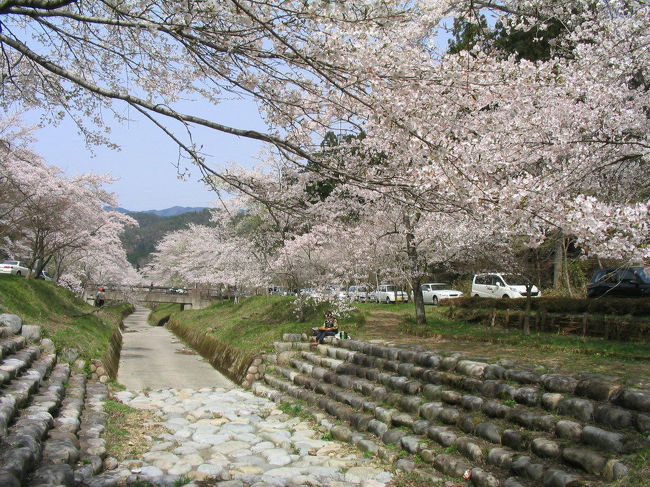 2006-4-17岐阜県関市　寺尾千本桜