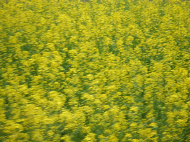 バスの車窓から菜の花畑。<br />おかげでぶれぶれ。。。(^^;)