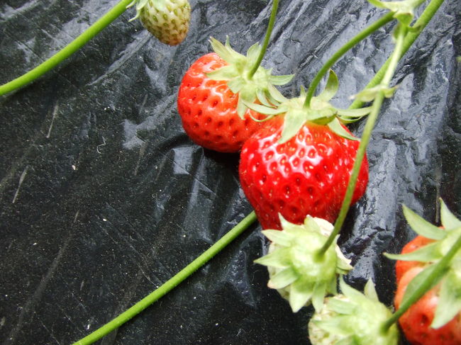 イチゴ狩り。2種類のイチゴがありました。<br />紅ほっぺ・伊豆っ子、食べ放題〜♪♪<br />でも、私の結果は23個でした。<br />