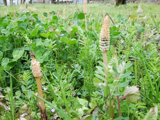 つくし。<br />久しぶりにみた〜。