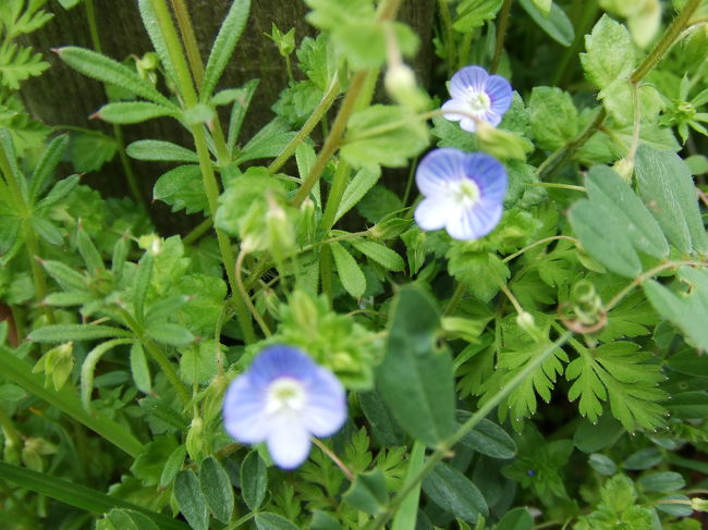 確か、『おおいぬのふぐり』<br />だったはず。