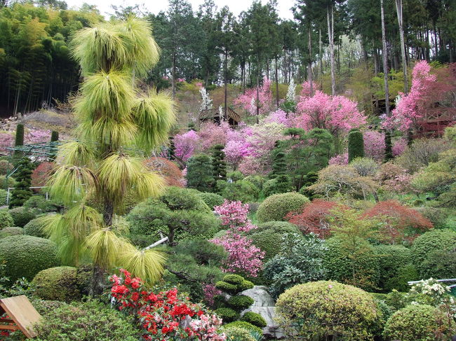 農園の庭。<br />数種類のさくらが咲いててとってもキレイでした。<br />手前には池があって鯉がいます。<br />（エサも売ってます。確か100円。）<br />